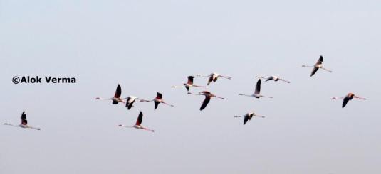 flying flamingos_1_1